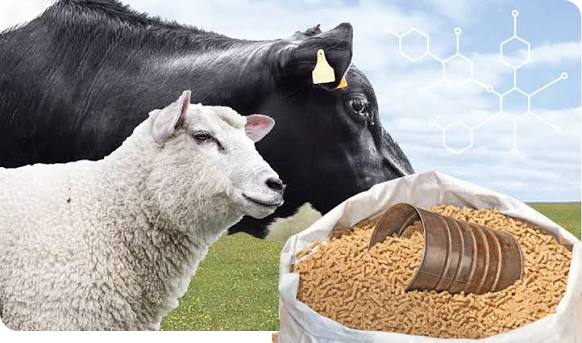 FROM BROILERS TO RUMINANTS: A JOURNEY OF EXPERIENCE AND ADAPTATION